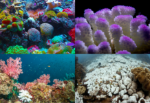 reefs create diversity